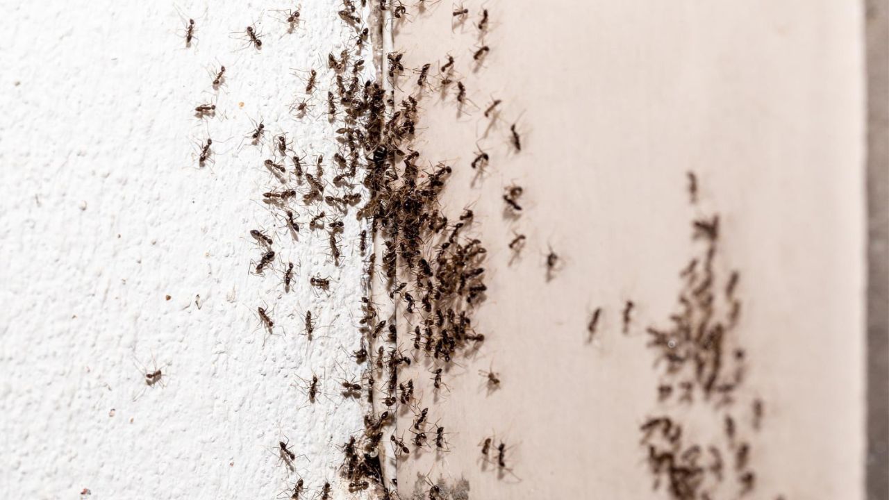 Fourmis dans la maison