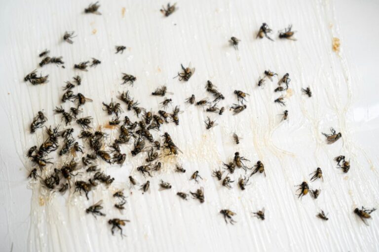 Mouches dans la maison