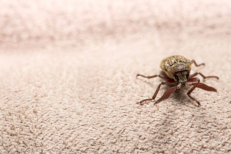 Petit insecte marron présent dans la maison