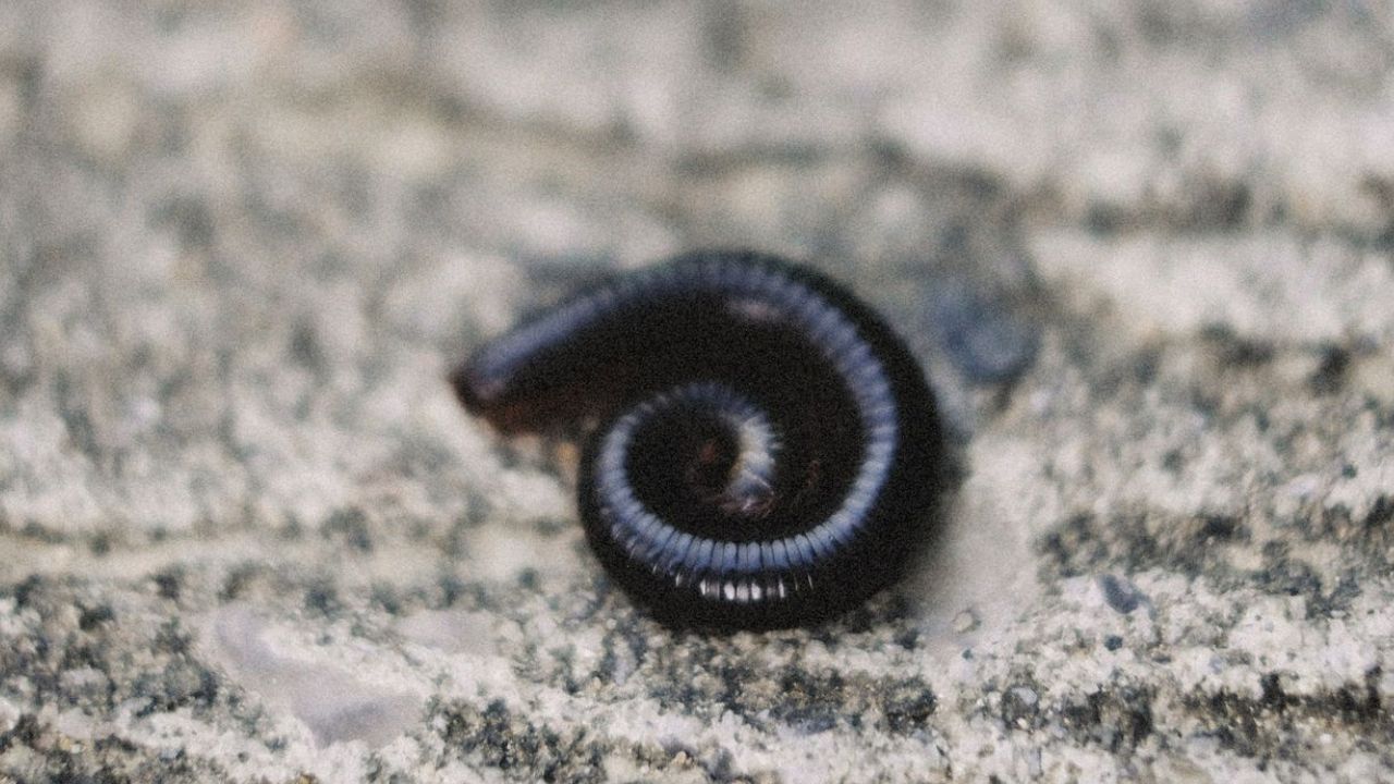 Vers noirs d'humidité