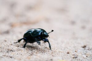Minuscule insecte noir