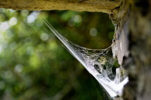 Nid d'araignée