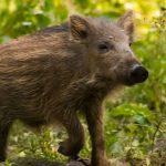 Sanglier-danger.com