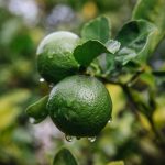 Maladies du citronnier