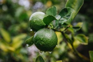 Maladies du citronnier