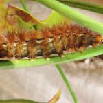 Chenille dans un appartement