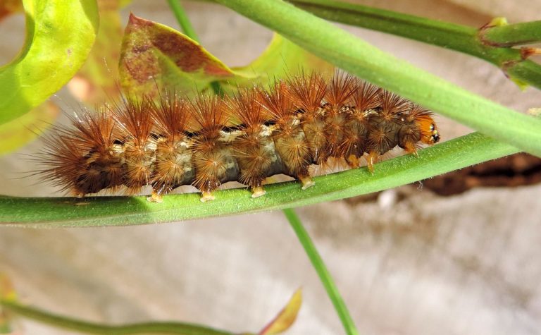 Chenille dans un appartement