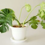 Ceriman plant