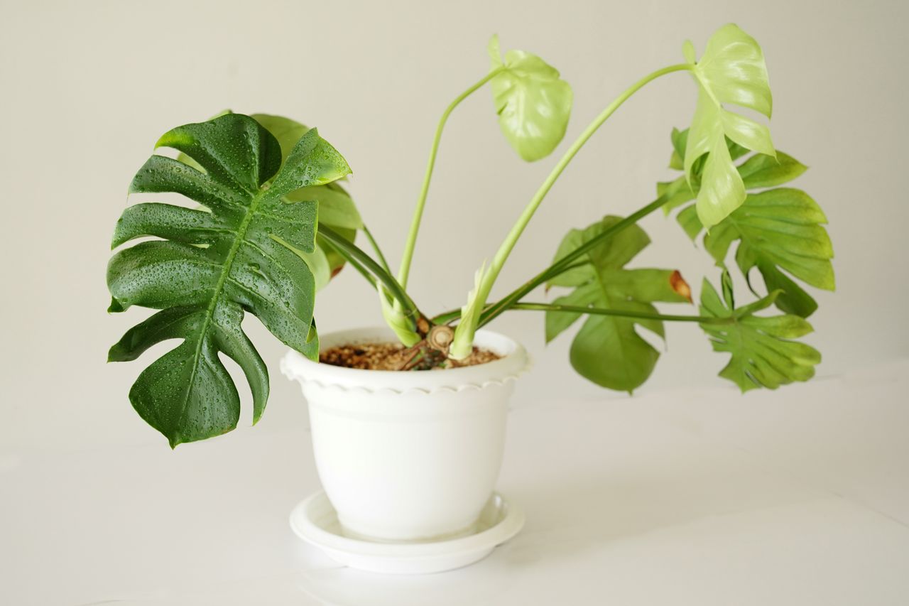 Ceriman plant
