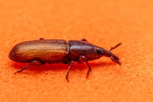 Insecte marron dans la maison
