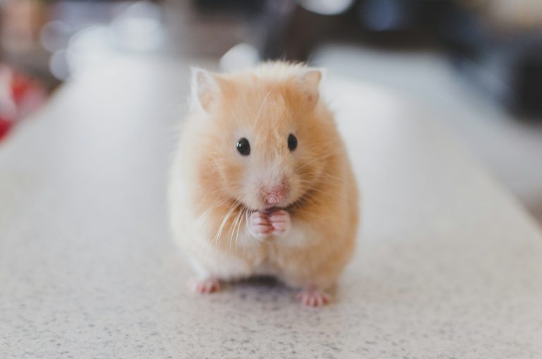 Souris qui rentre dans la maison