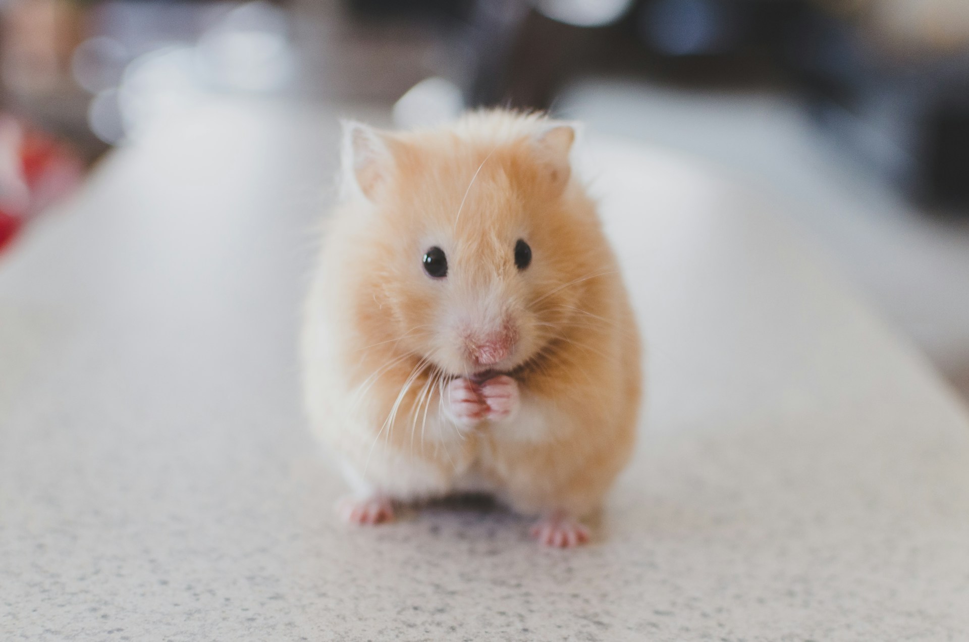 Souris qui rentre dans la maison