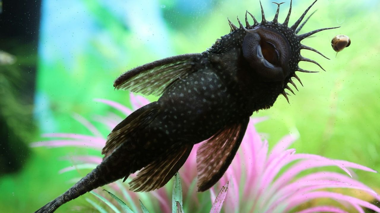Poisson lave-vitre